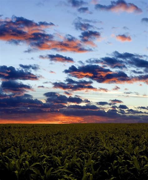 Corn field during sunset stock image. Image of storm, landscape - 3661263