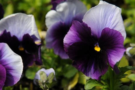 Spring...pansy time! | Spring flowers, Pansies, Flowers