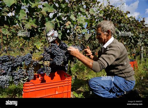 italy, basilicata, vineyards, grape harvest, farmer hand picking Stock Photo: 32837472 - Alamy