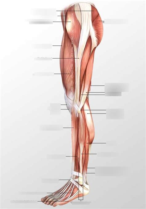 Lateral Leg Muscles Diagram | Quizlet