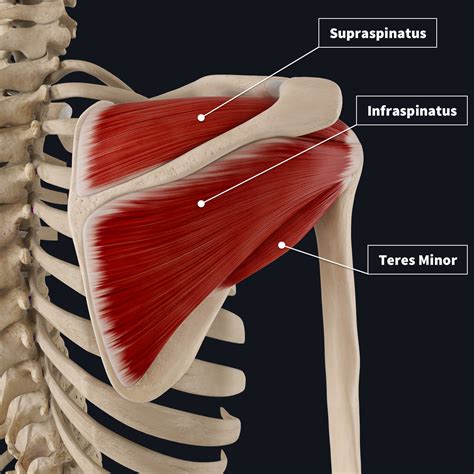 Rotator cuff tear: The Facts | Complete Anatomy