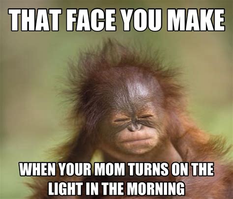 That face.. | Monkeys funny, Funny monkey pictures, Funny sarcastic quotes humor