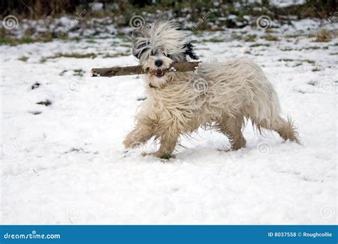 Funny Dog In Snow Royalty Free Stock Photos - Image: 8037558