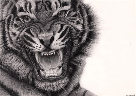 Tiger Roar by Bengtern on DeviantArt