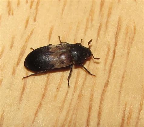 Larder beetle – Identification, Life Cycle, Facts & Pictures