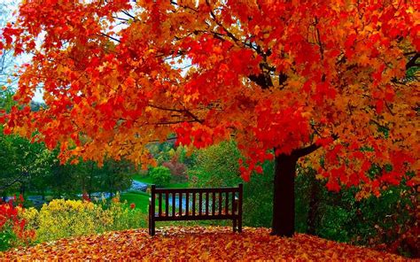 640x960 resolution | red leafed tree, fall, trees, leaves HD wallpaper | Wallpaper Flare