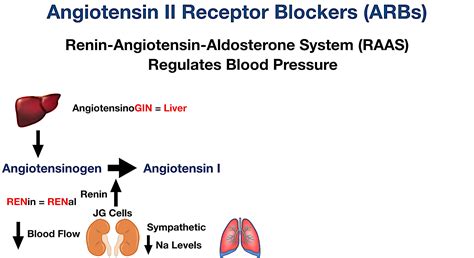 Angiotensin II Receptor Blockers (ARBs): Indications, Side Effects, Mechanism of Action ...