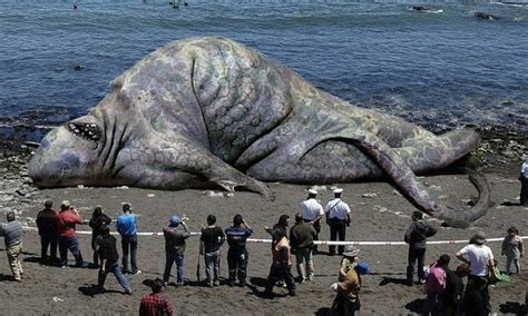 Largest Sea Animals In The World