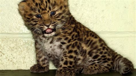 Why Are The Amur Leopards Endangered - Danger Choices