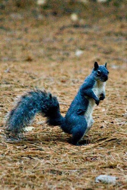 Yosemite National Park Animals | National Park