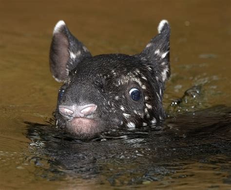 Tapir | San Diego Zoo Kids