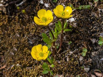 Ranunculus Bulbs: Growing Ranunculus Flowers In The Garden