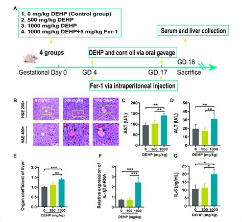 DEHP exposure resulted in liver injury in pregnant mice. (A) The... | Download Scientific Diagram