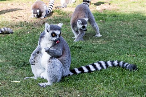 Yorkshire Wildlife Park - A Great Family Day Out in Yorkshire