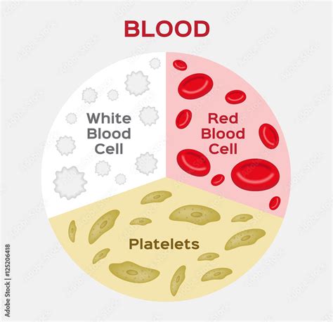 Red Blood Cells And White Blood Cells Diagram