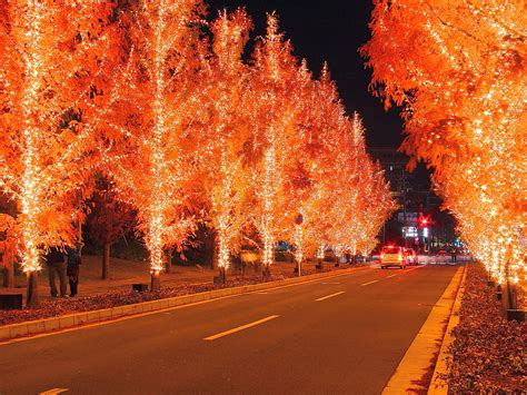 1290x2796px, 2K Free download | Fiery trees, night, graphy, lights ...