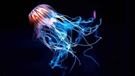 Why This New Species Of Jellyfish Could Be Unlike Any Others We've Seen