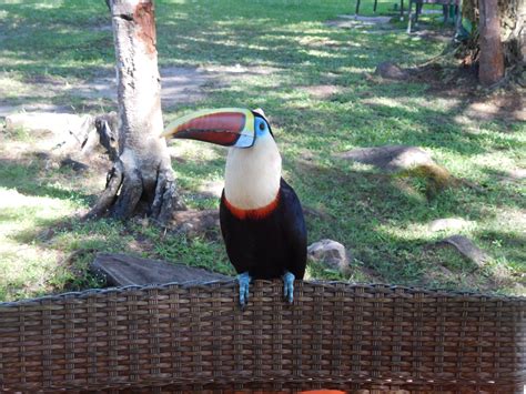 The Birds, Lagoons and Cataracts of Canaima National Park: Vaulting in Venezuela on the Looney ...