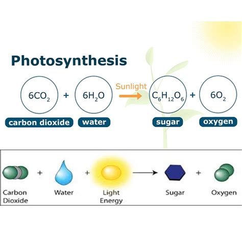 Photosynthesis. A process used by plants to convert light energy into chemical energy that can ...