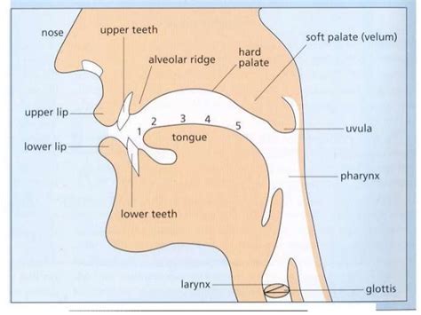 Phonology.speech organs and articulation