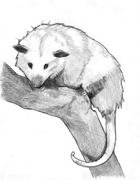 Possum Sketch Coloring Page : Color Luna