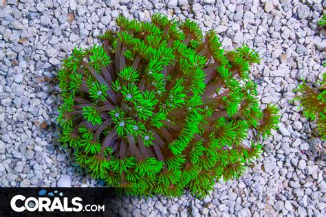 Goniopora – Australia Neon Opens BIG | Corals.com