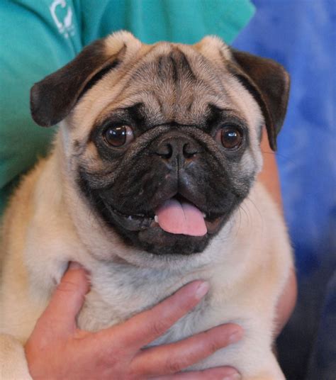 Hal is a joyous, super cute Pug puppy debuting for adoption at noon ...