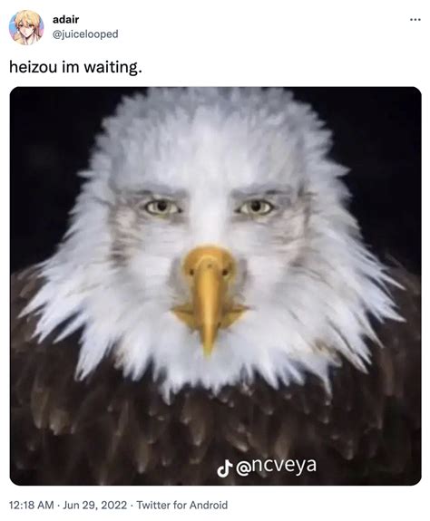 Staring Eagle meme | Staring Eagle | Know Your Meme