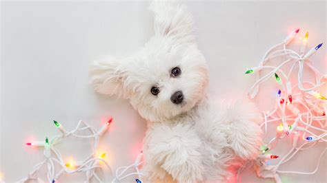 Baby White Terrier Pet Puppy With Christmas Lights HD Nature Wallpapers | HD Wallpapers | ID #55555