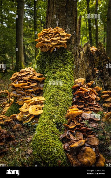 New Forest, Hampshire Stock Photo - Alamy