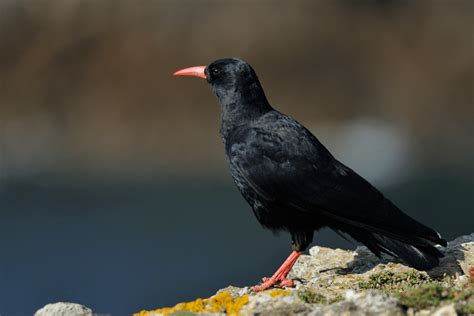 13 Wild Animals in Wales [Wildlife in Wales] - Kevmrc