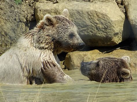 Syrian Brown Bears - ZooChat