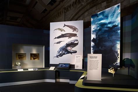 Whales: Beneath the Surface at the Natural History Museum | History museum, Natural history ...