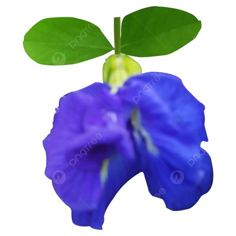 Blue Green Flowers PNG Transparent, Blue Aparajita Flowers With Green Leaves, Aparajita Flower ...