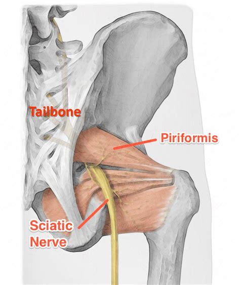 Piriformis Muscle Anatomy Diagram