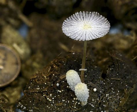 Coprinopsis - Alchetron, The Free Social Encyclopedia