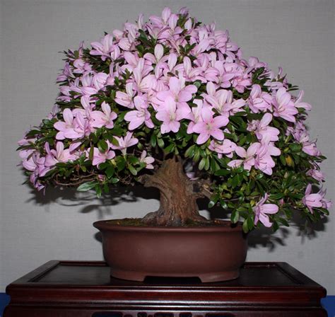 Flowers & Planets: azalea bonsai