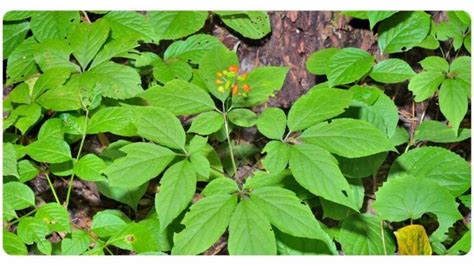 6 American Ginseng Benefits: Dosage & Safety | The Botanical Institute