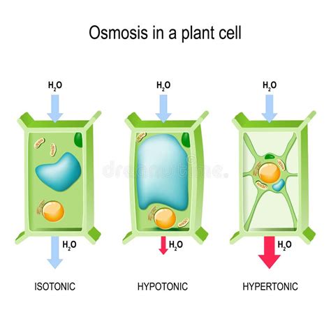 Osmosis in a plant cell stock vector. Illustration of science - 141103712