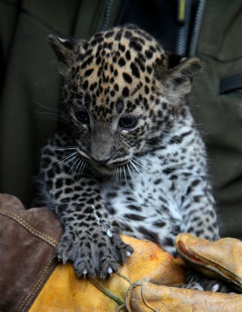 Sri Lankan Leopard Cubs 5. 1. 2018 | Zoo Brno