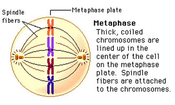 Metaphase - Mitosis