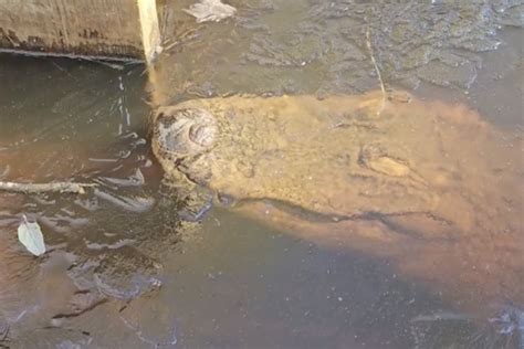 Frozen alligators wow internet in eerie snaps of "brumation"