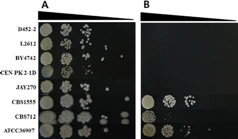 Figure 1 from The Application of Thermotolerant Yeast Kluyveromyces marxianus as a Potential ...