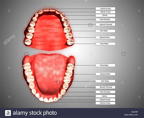 Human teeth structure with labels Stock Photo - Alamy