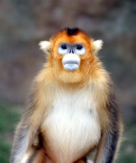 Golden snub nosed monkey | Golden snub nosed monkey @ everla… | Flickr