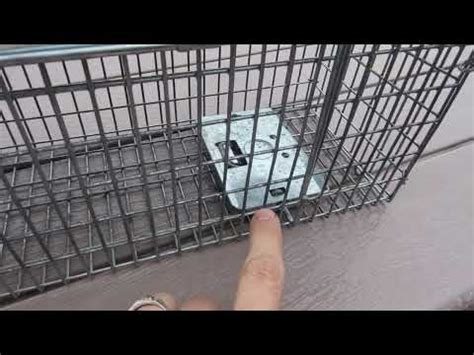 how to: bait a havahart small animal trap for rodents and what I used ...