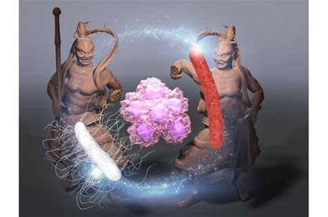 Researchers show that using a tumor's own bacteria is a promising anticancer therapy