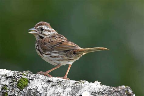 12 Common Animals That Eat Seeds (Granivores) - Wildlife Informer