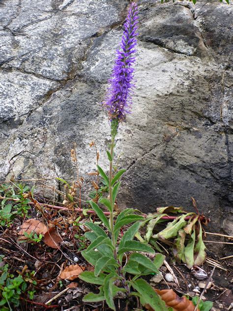 Photographs of Veronica Spicata, UK Wildflowers; Flowers and leaves