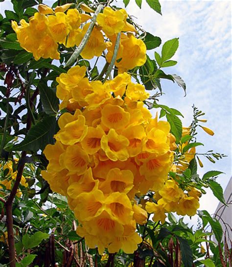 Tecoma Stans, Yellow Elder, Yellow Trumpet Bush Or Small Tree 1,500 Seeds